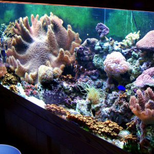 The reef that started it all