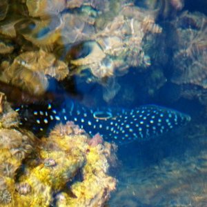 Marine Beta or Comet Grouper