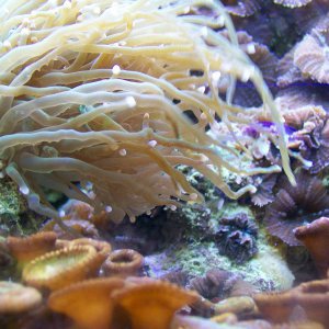 Torch coral