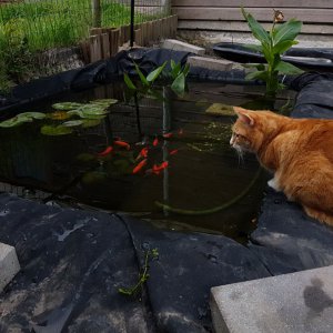 Pond 11