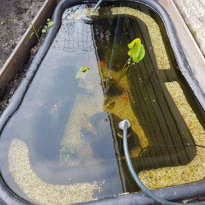 Old pond view from above