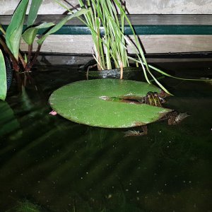 Frog hugging a lily petal