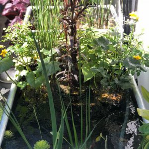 Patio Pond with gravel filter