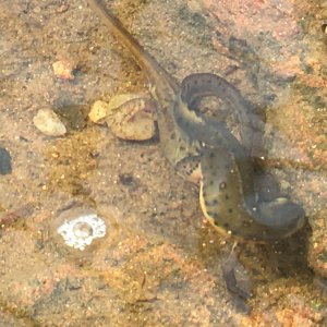 Eastern newts mating