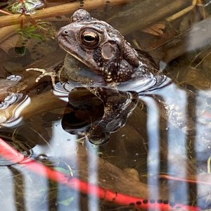 Toad