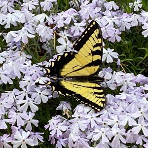 Eastern Tiger Swallowtail