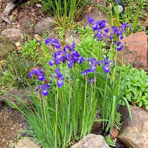 Iris in Bog