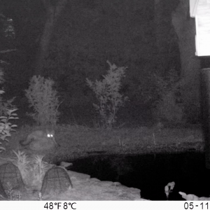 Music City fox visiting pond