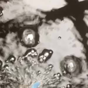 Pond Noise.mov