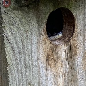 Black Snake in bluebird house