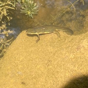 Eastern Newt