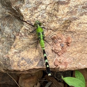 Green Dragonfly-female pondhawk.