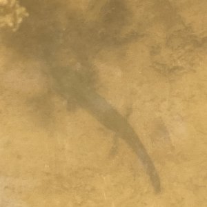 Spotted Salamander Larvae