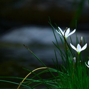 pond best  (1 of 1)-16.jpg