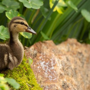 pond best  (1 of 1)-6.jpg