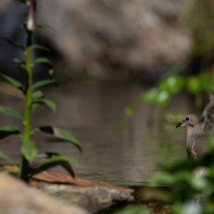 pond best  (3 of 46).jpg