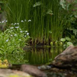 pond best  (10 of 15).jpg
