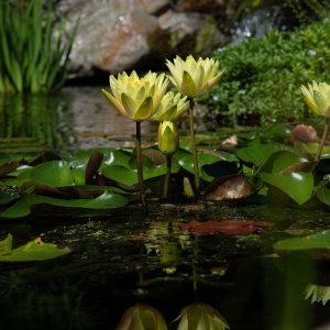 pond best  (12 of 15).jpg