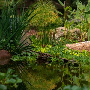 pond best  (12 of 46).jpg