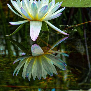 pond best  (14 of 15).jpg