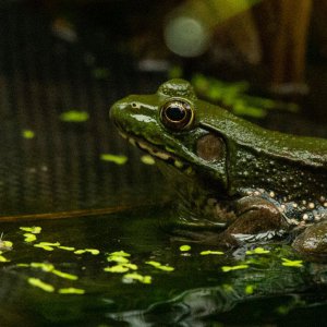 pond best  (18 of 46).jpg