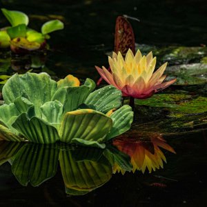 pond best  (20 of 46).jpg