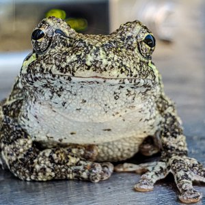 tree frog (1 of 1).jpg