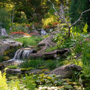 1 2023 pond.jpg
