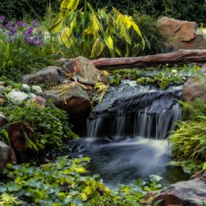 1 Pond 2023-6 (1).jpg