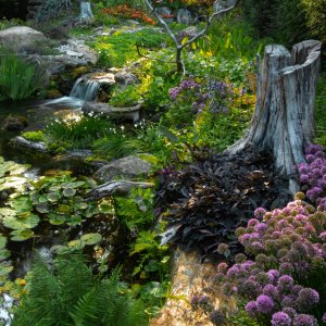 1` Pond 2023-2 (1).jpg