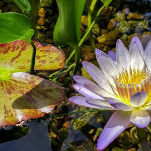 lilly (100 of 1)-2-2.jpg