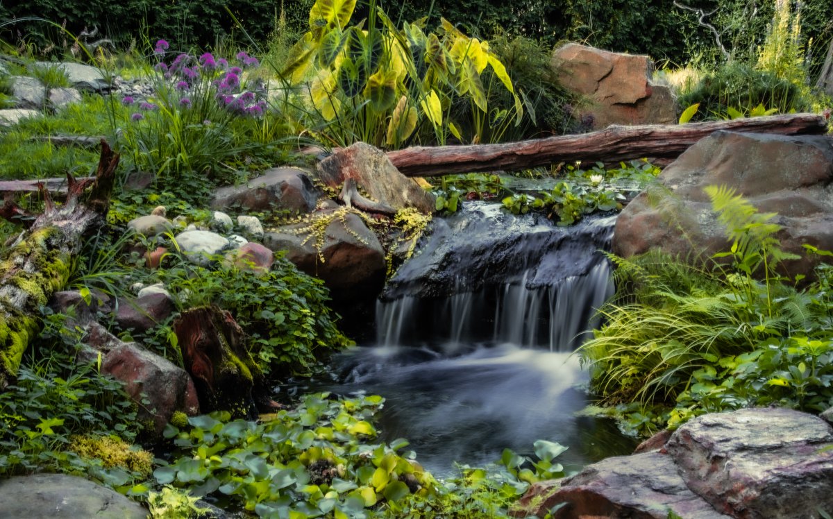 1 Pond 2023-6 (1).jpg