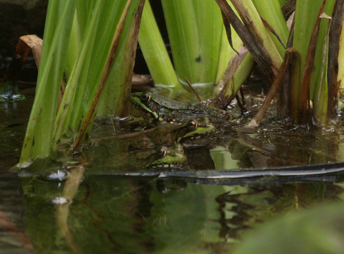 3 Frogs