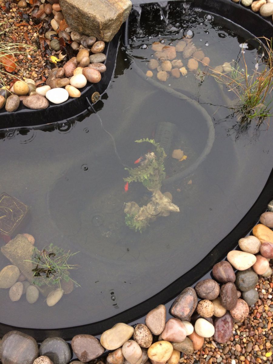 4 fish in pond