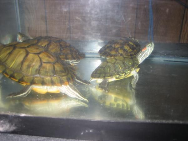 4 RES rescues.