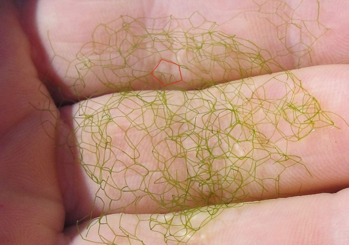 5 Sided Algae