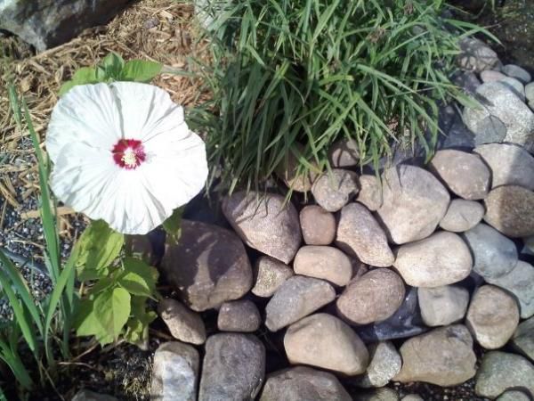 A hibiscus blooming along the river from the bog pond.