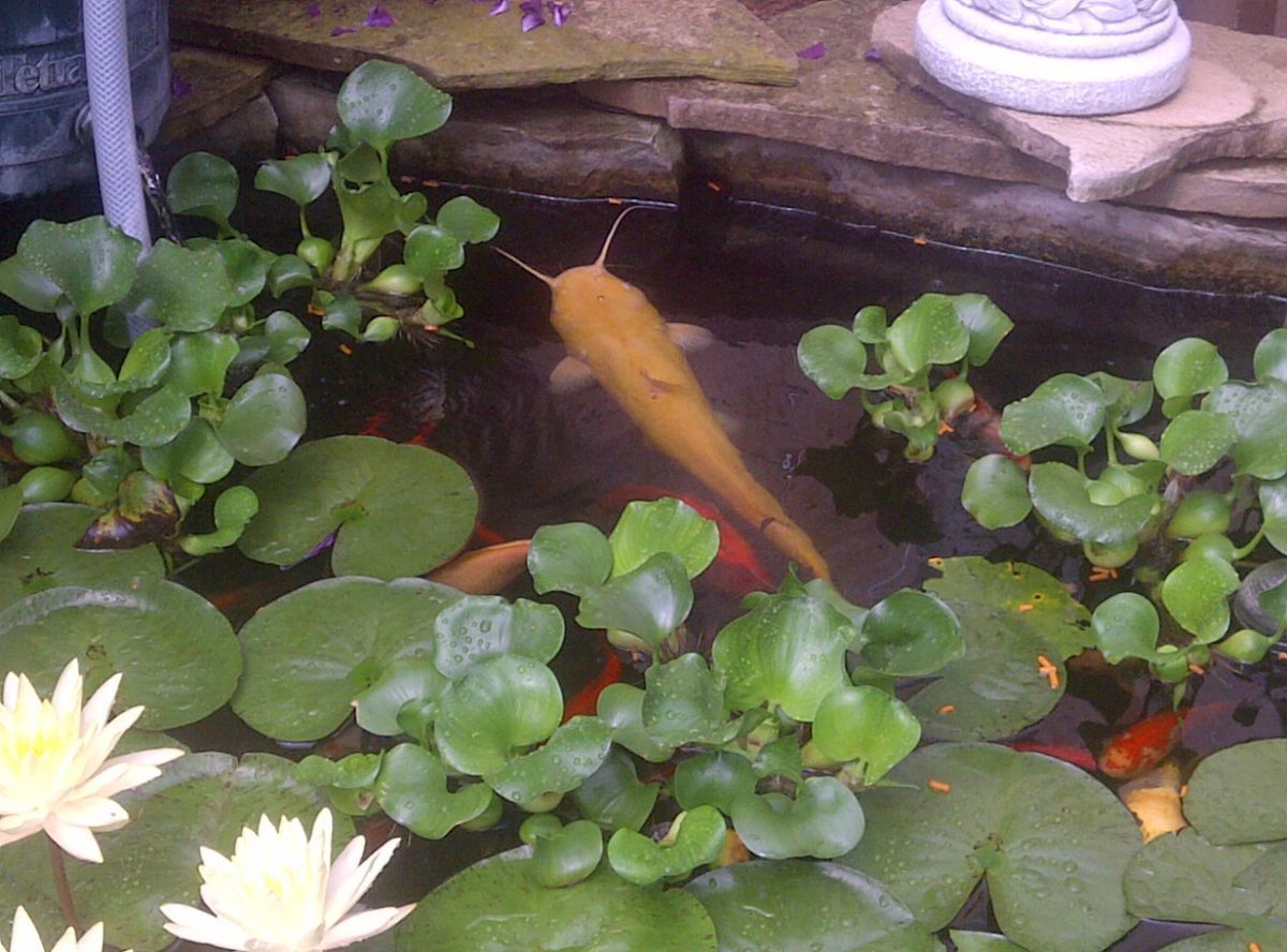 Albino Catfish