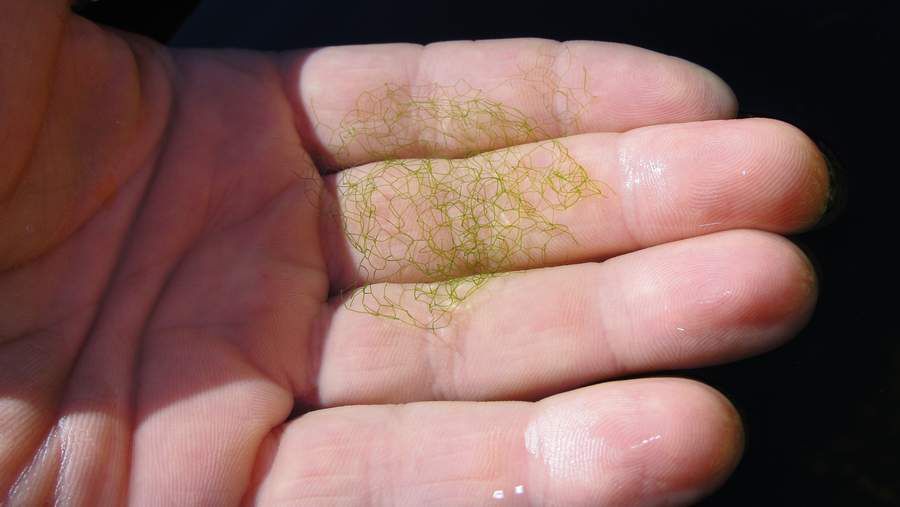 algae hand