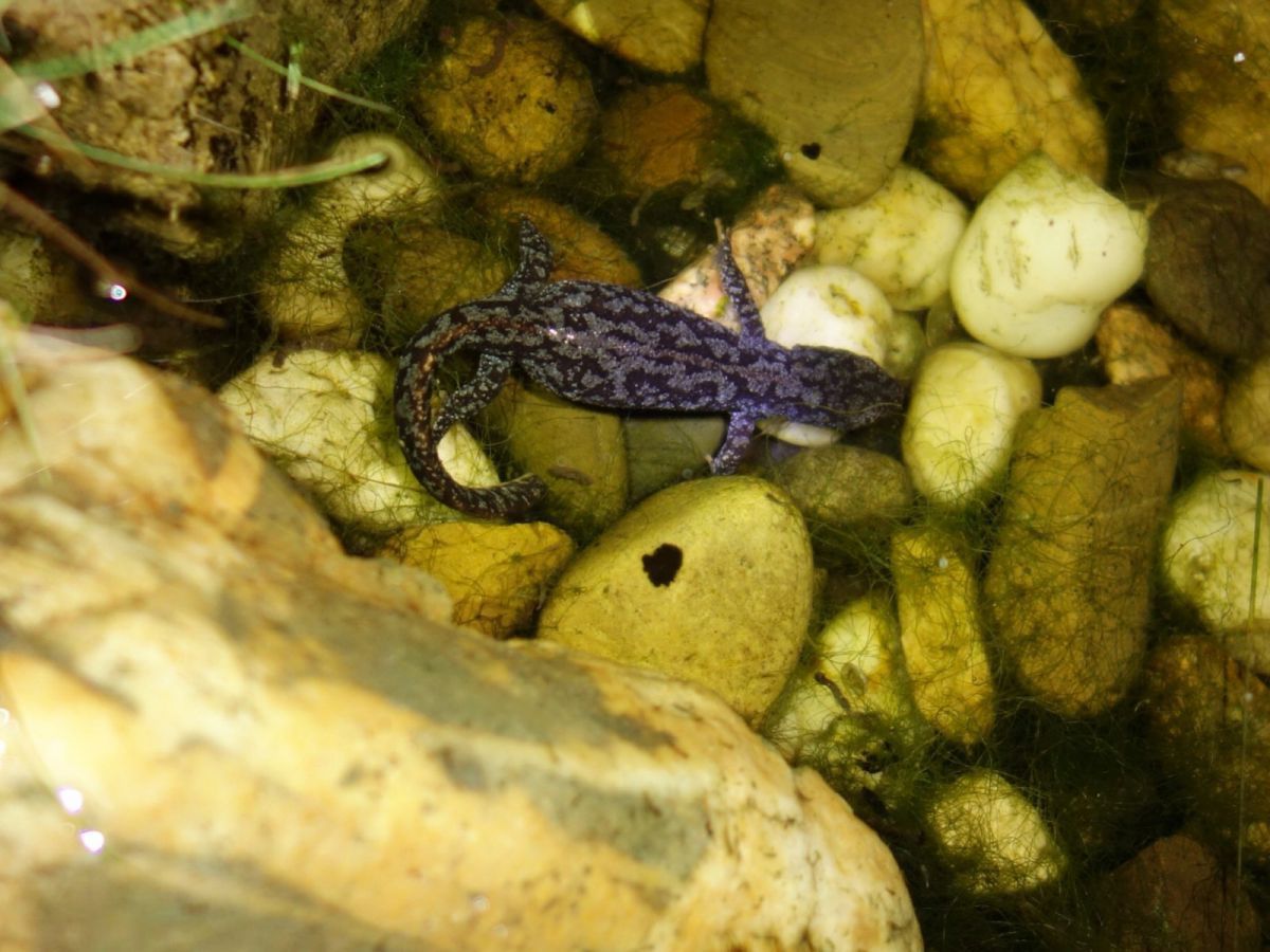 Alpin newt