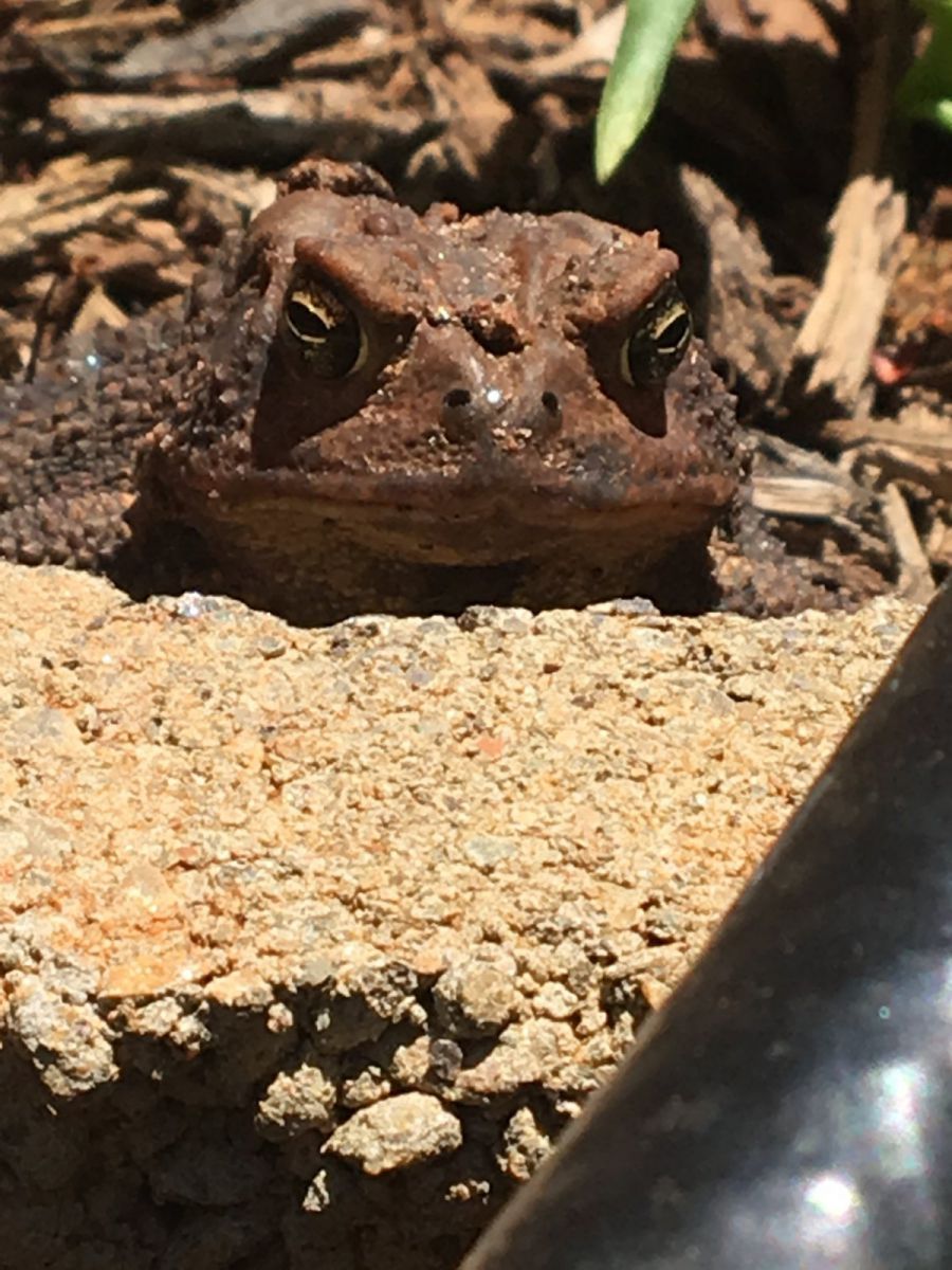 American Toad Face