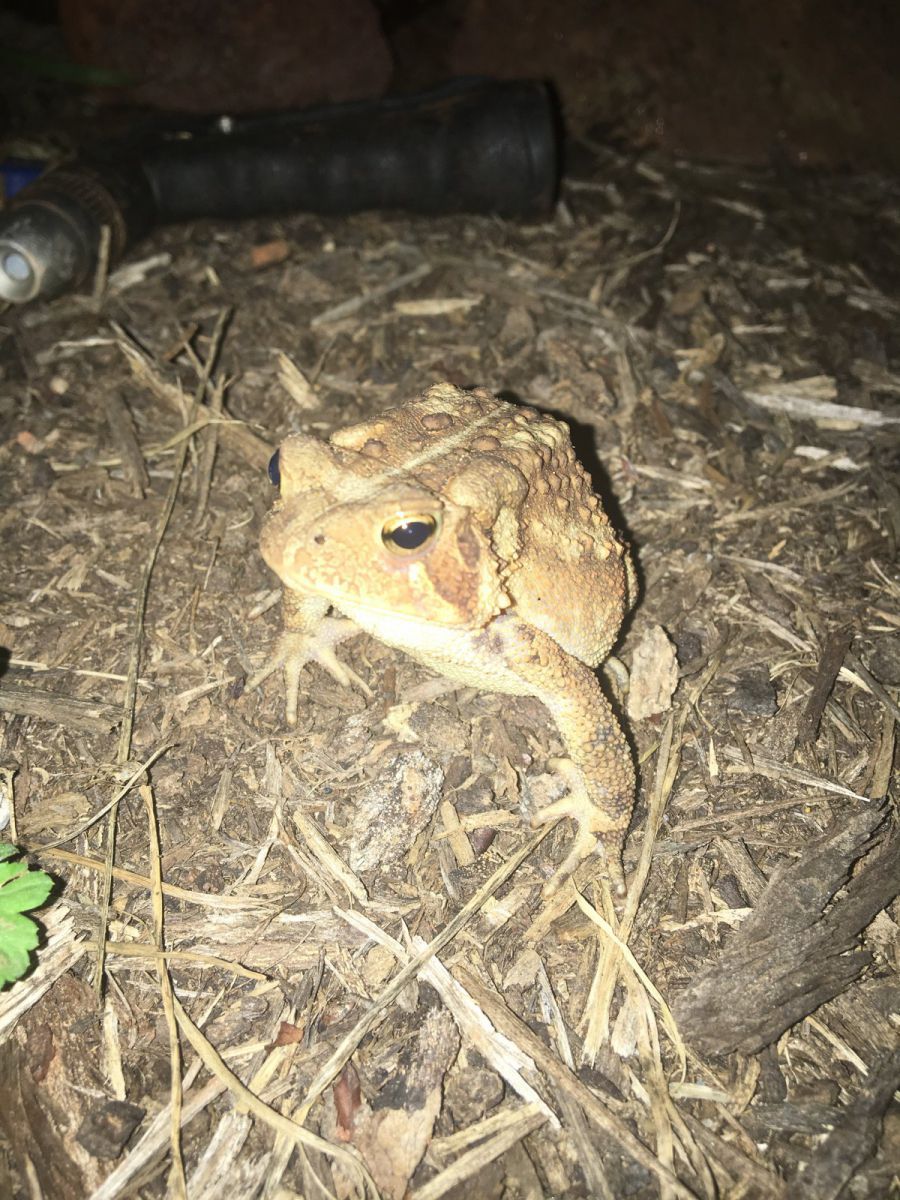 American Toad