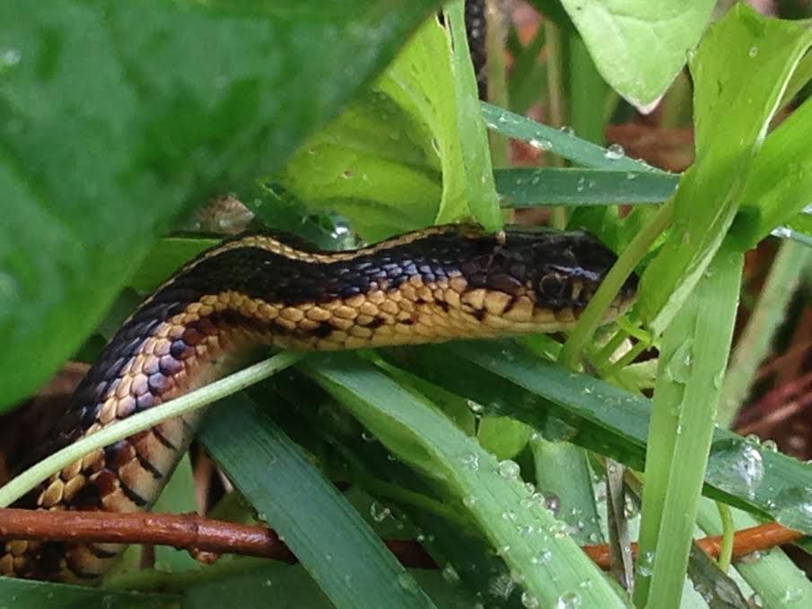 Another Garter Snake