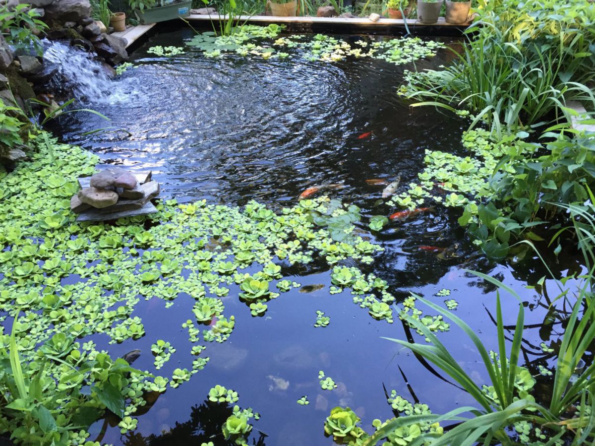 Arkansas Pond