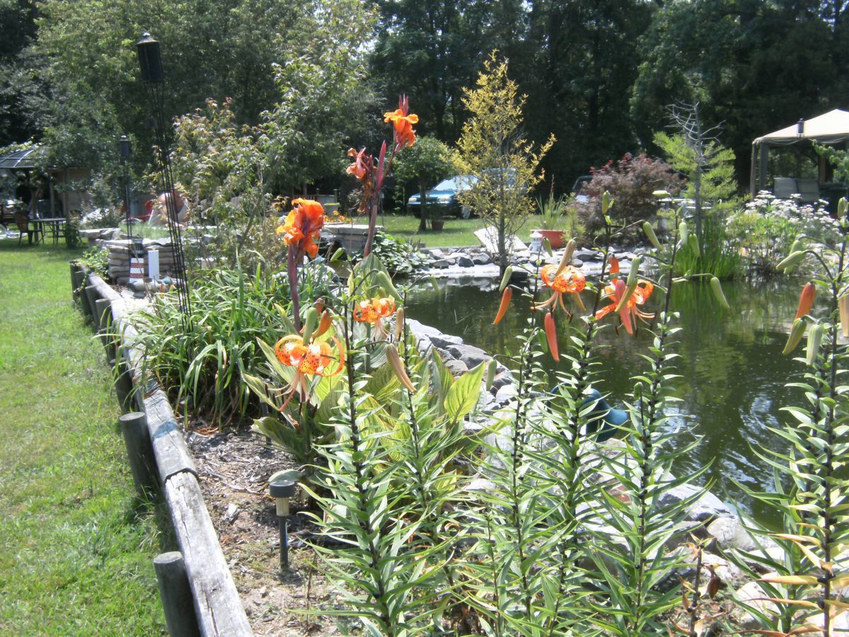 Asiatic lilies blooming.