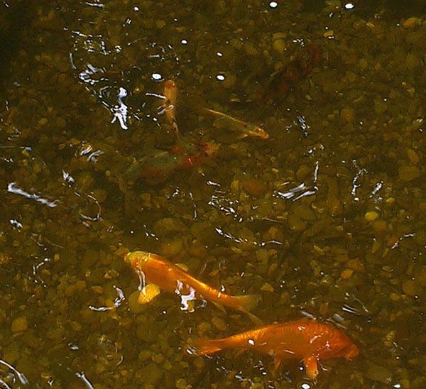 Aug 2012 Fish