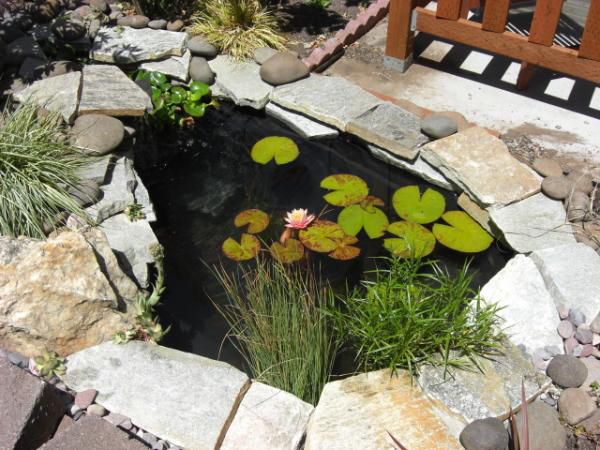 before fish and plants took over!