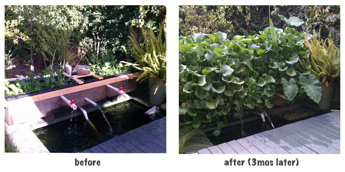 beforeafterplanter