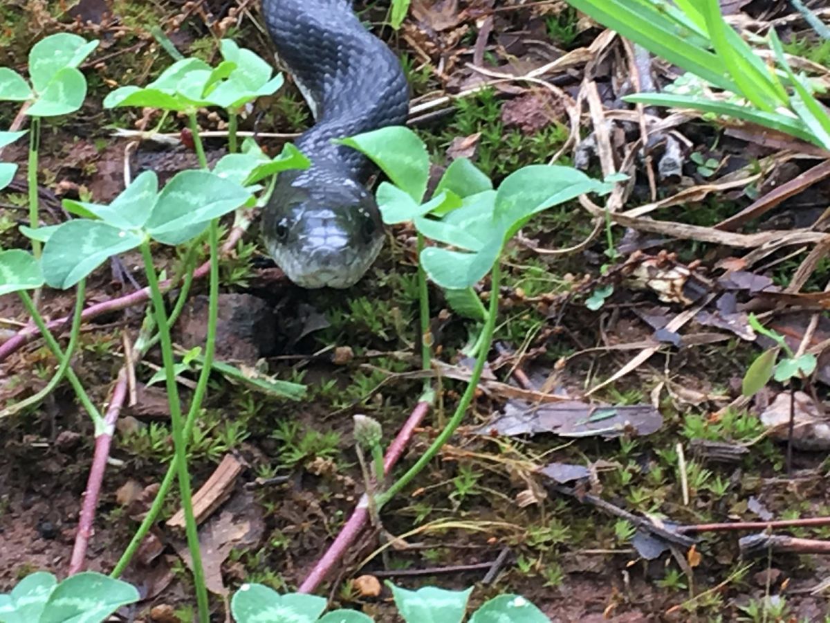 Black Rat Snake