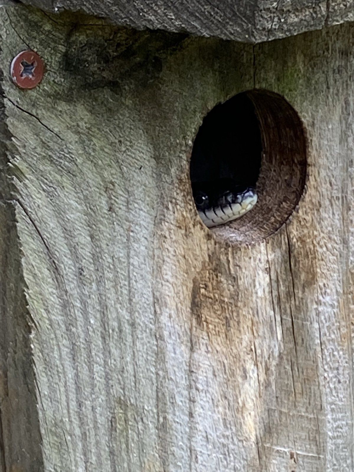 Black Snake in bluebird house